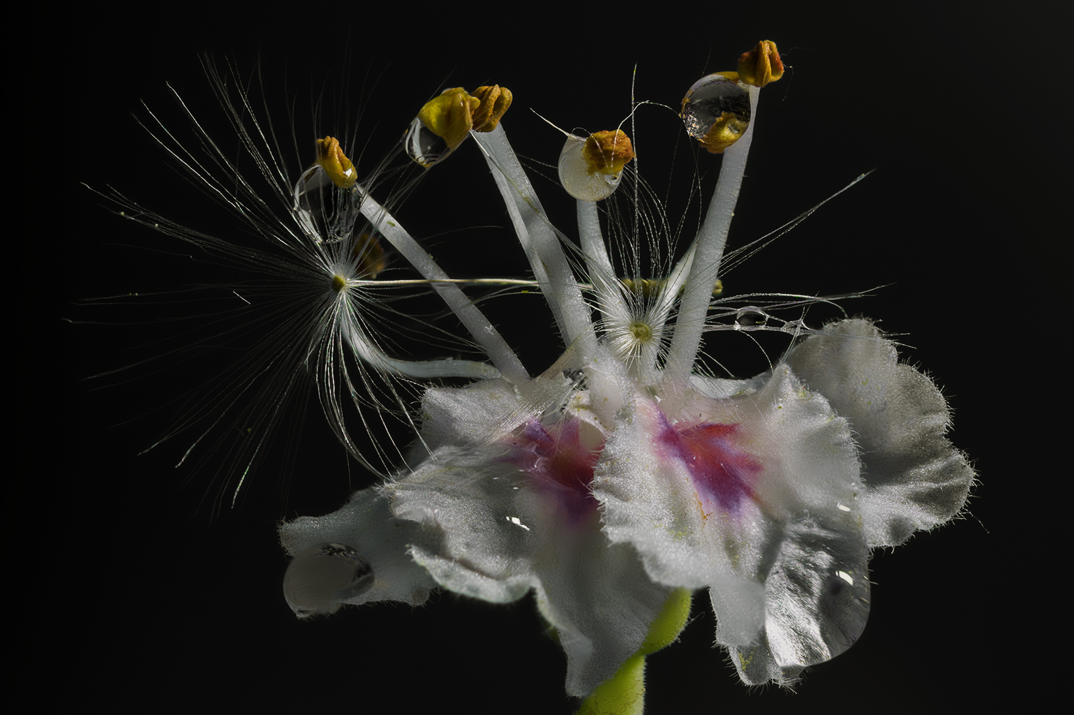 Kastanienblüte