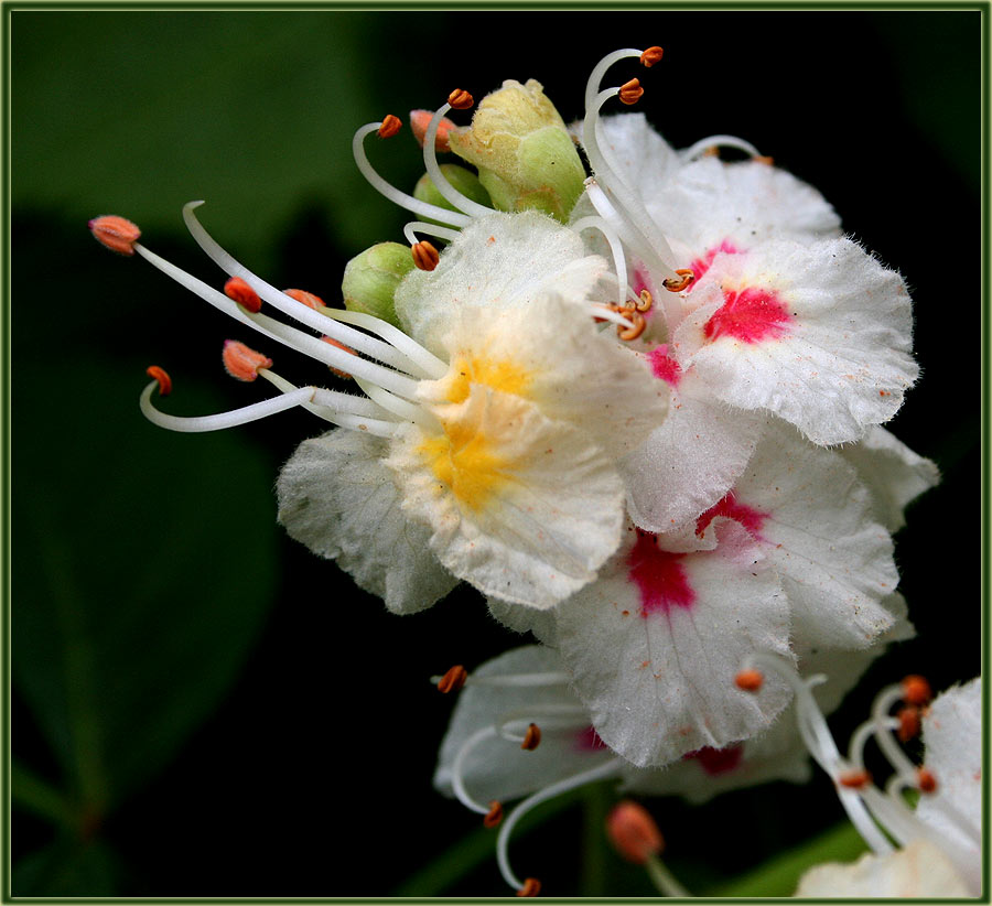 Kastanienblüte