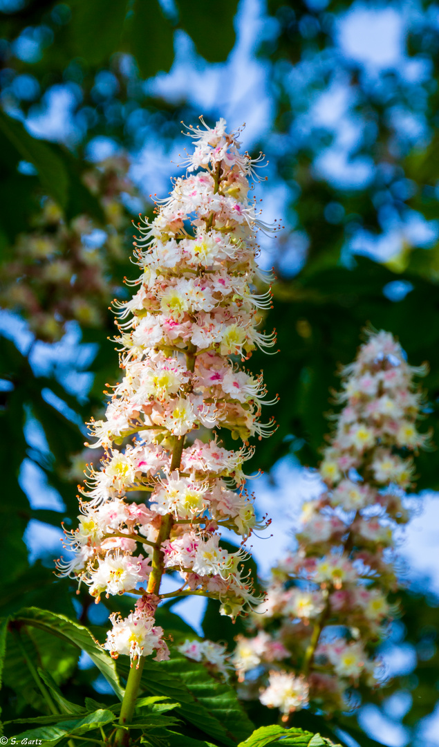 Kastanienblüte