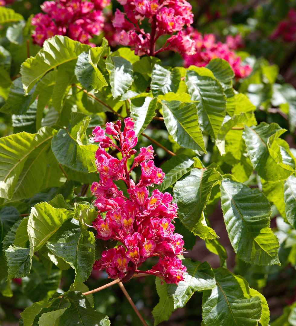 Kastanienblüte