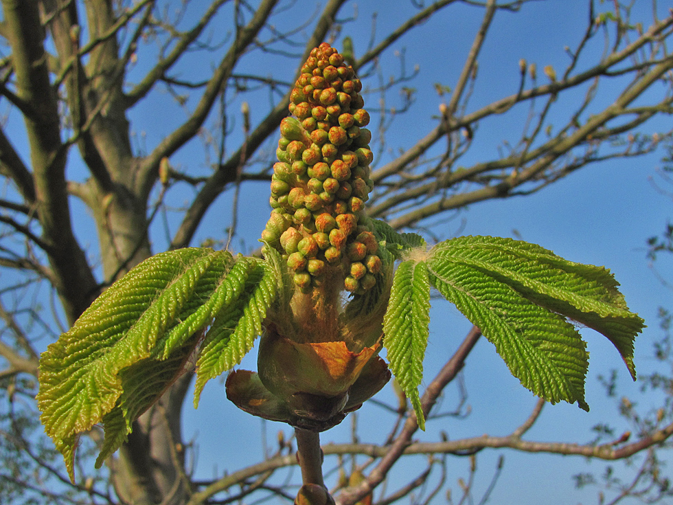 Kastanienblüte