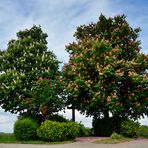 ~~~ Kastanienblüte / dreifarbig ~~~