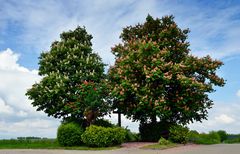 ~~~ Kastanienblüte / dreifarbig ~~~