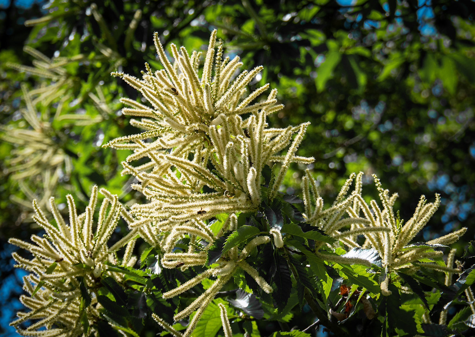 kastanienblüte