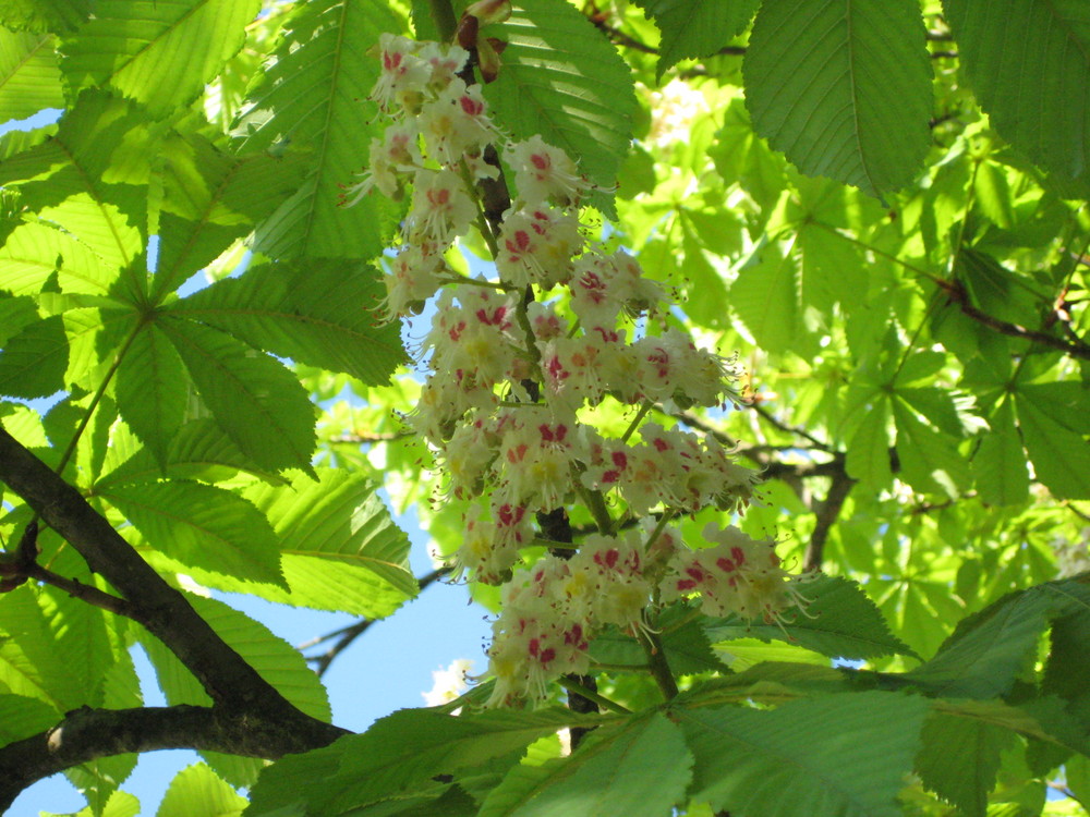 Kastanienblüte