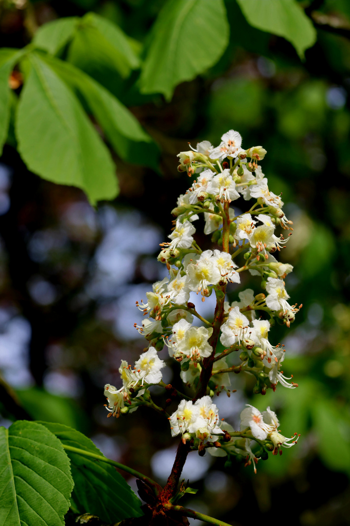 Kastanienblüte