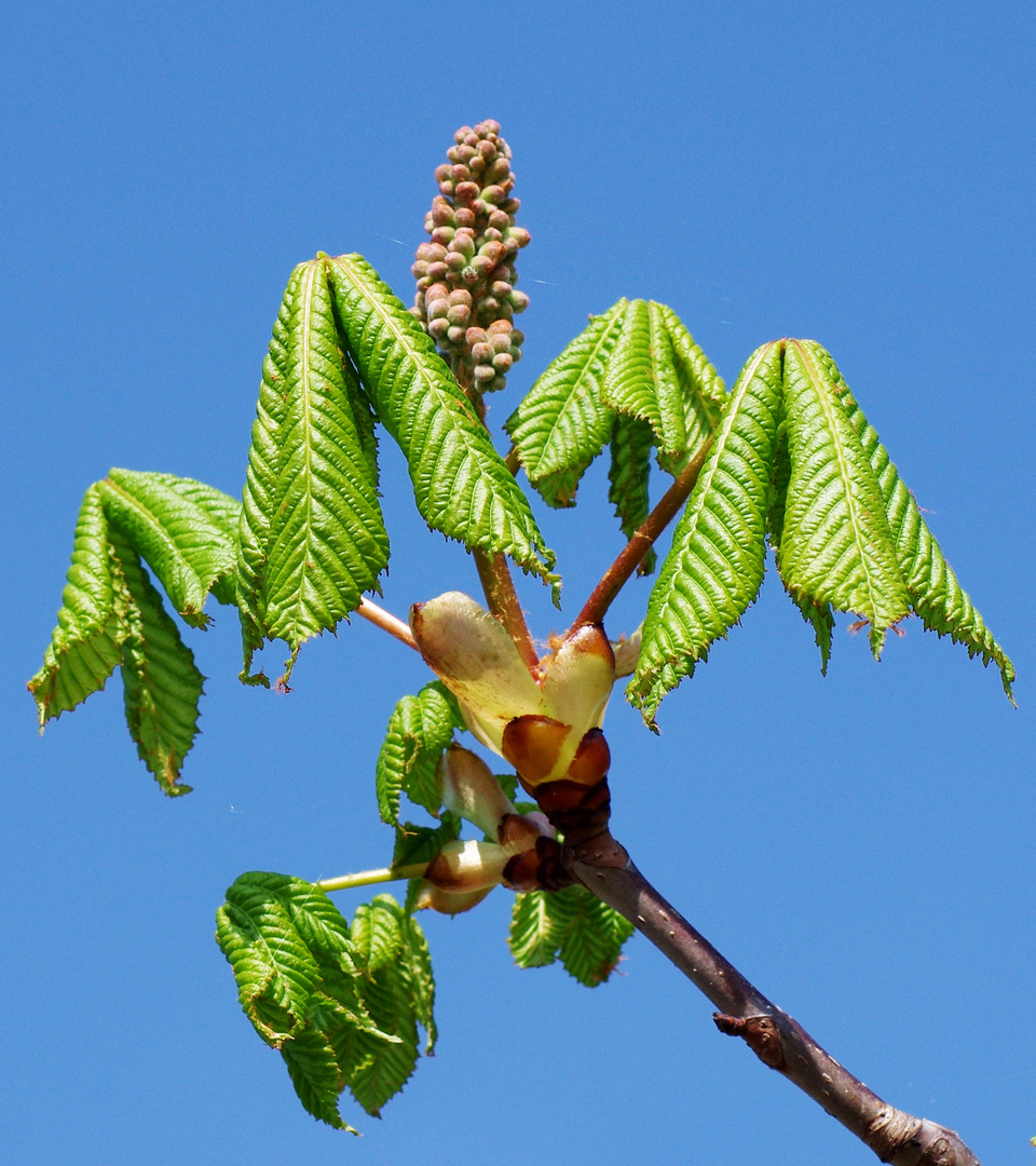 Kastanienblüte