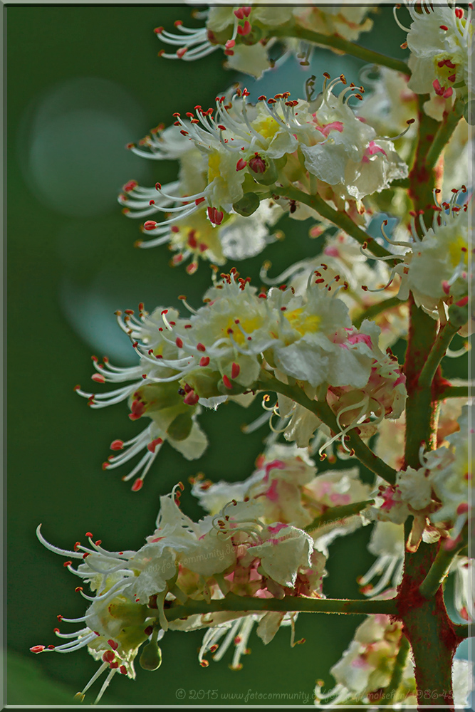 Kastanienblüte