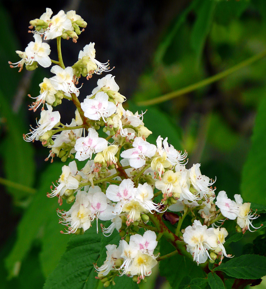 Kastanienblüte