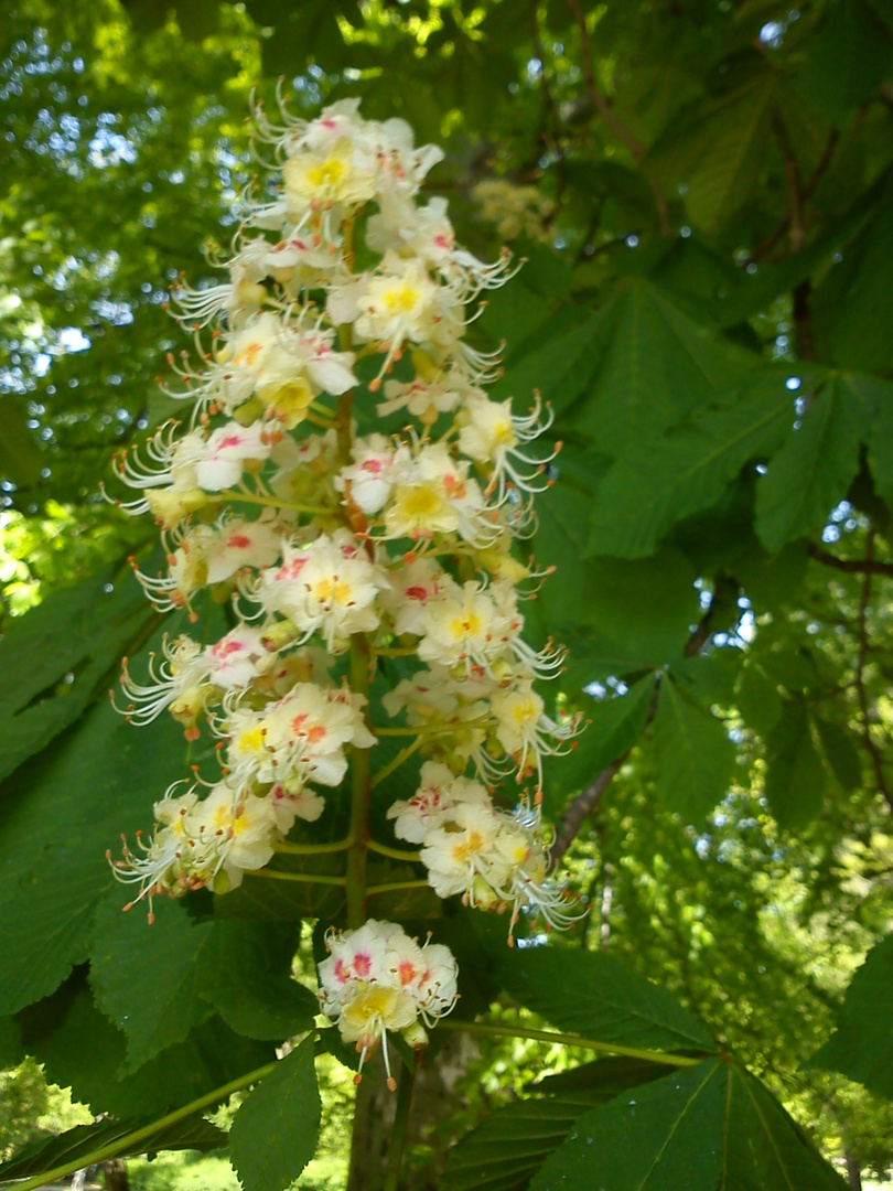 Kastanienblüte