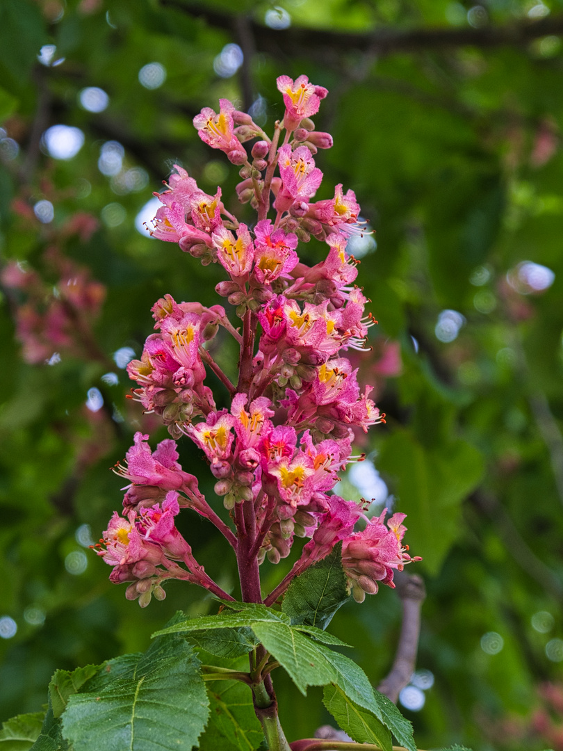 Kastanienblüte I - 0025HF