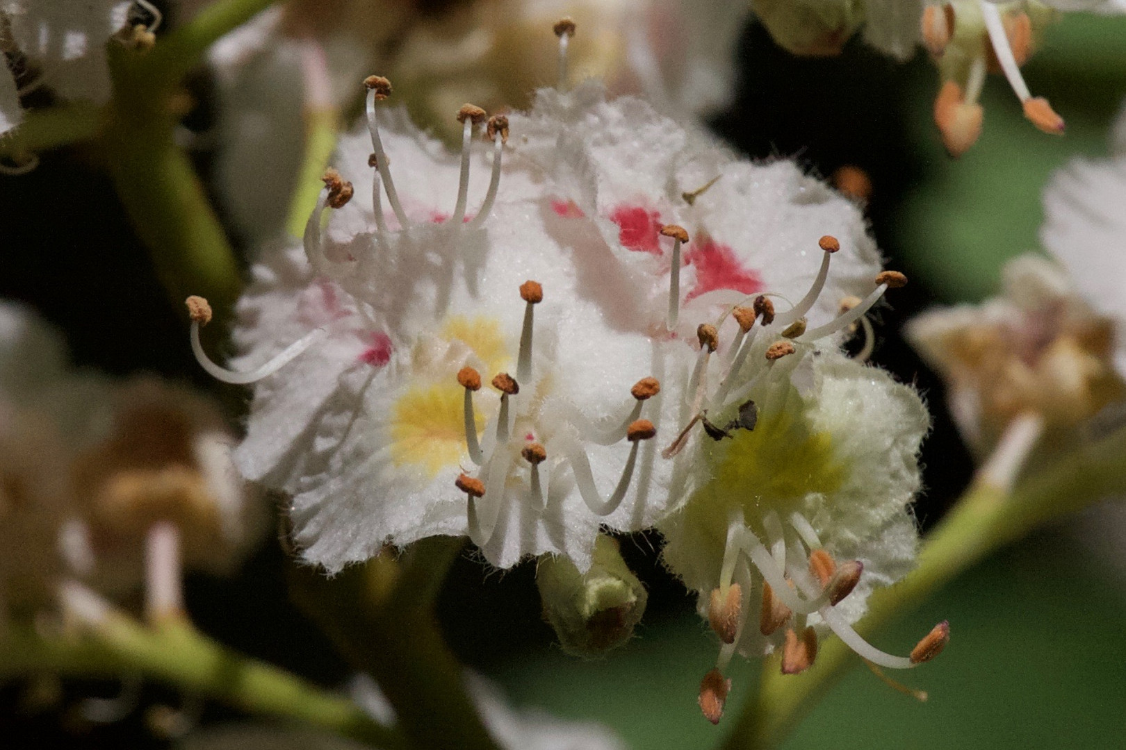 Kastanienblüte (I)