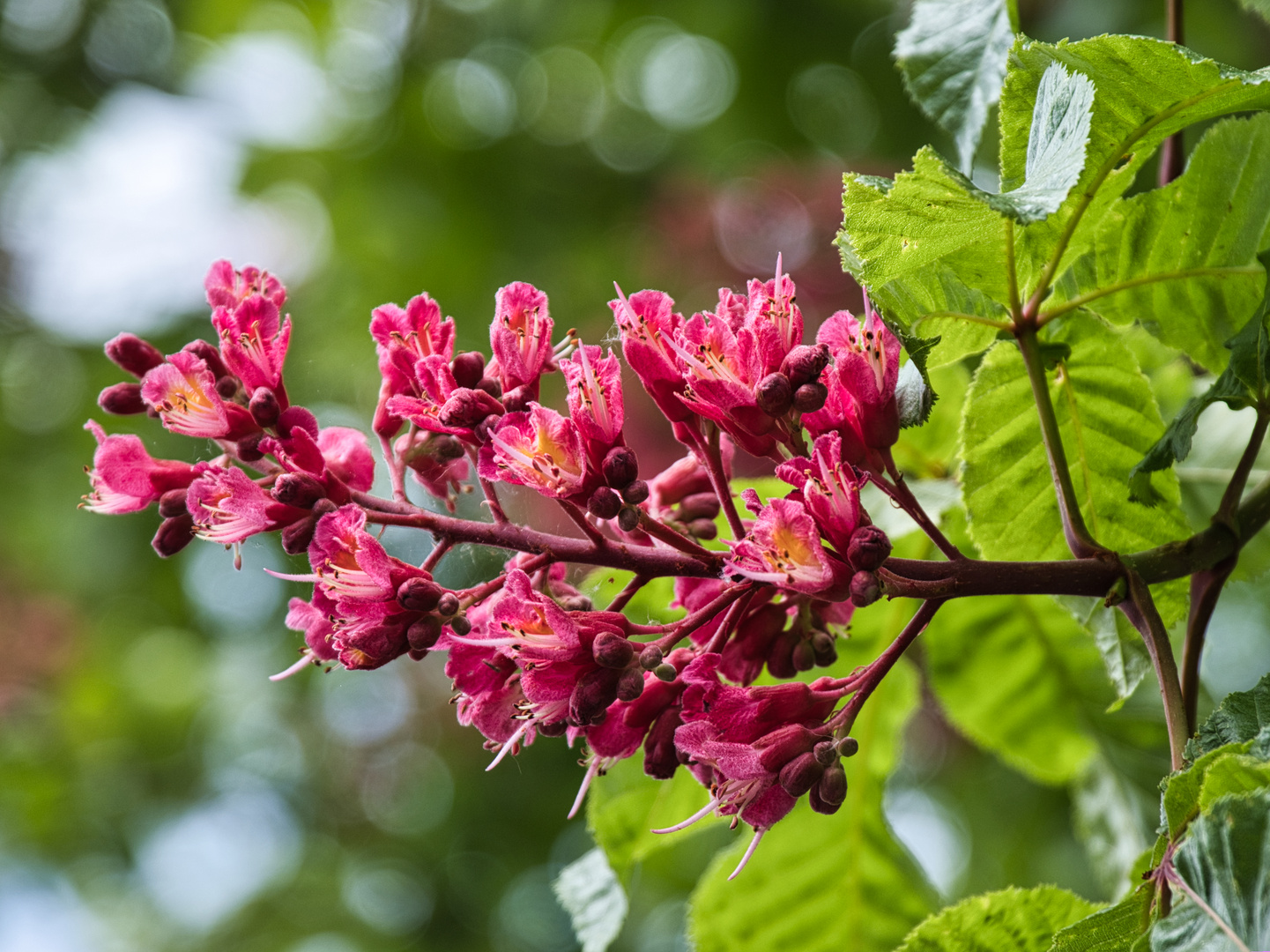 Kastanienblüte III - 0027HF