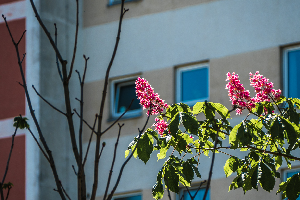 Kastanienblüte im Gasthausgarten