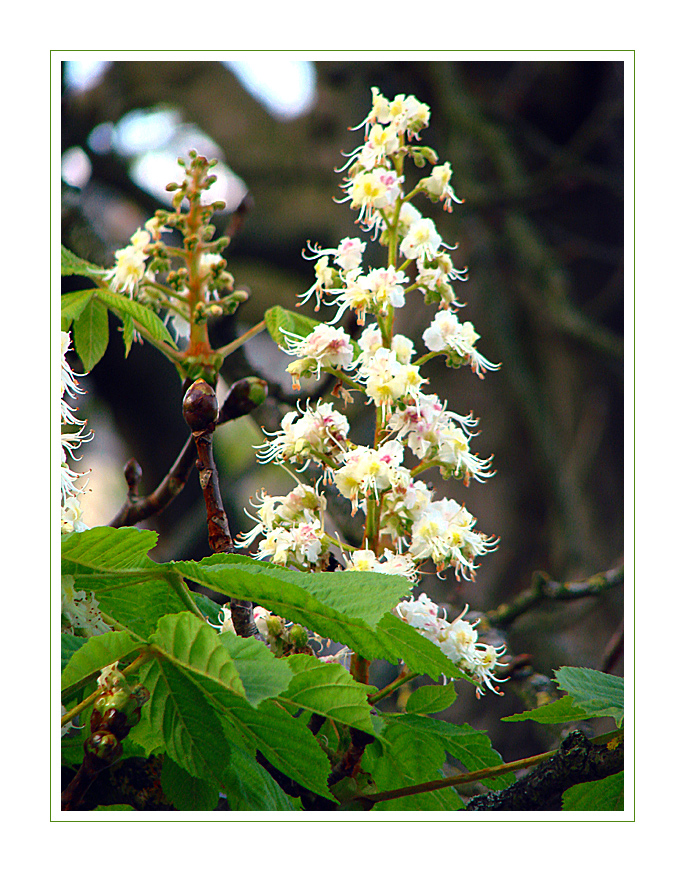 Kastanienblüte im Herbst