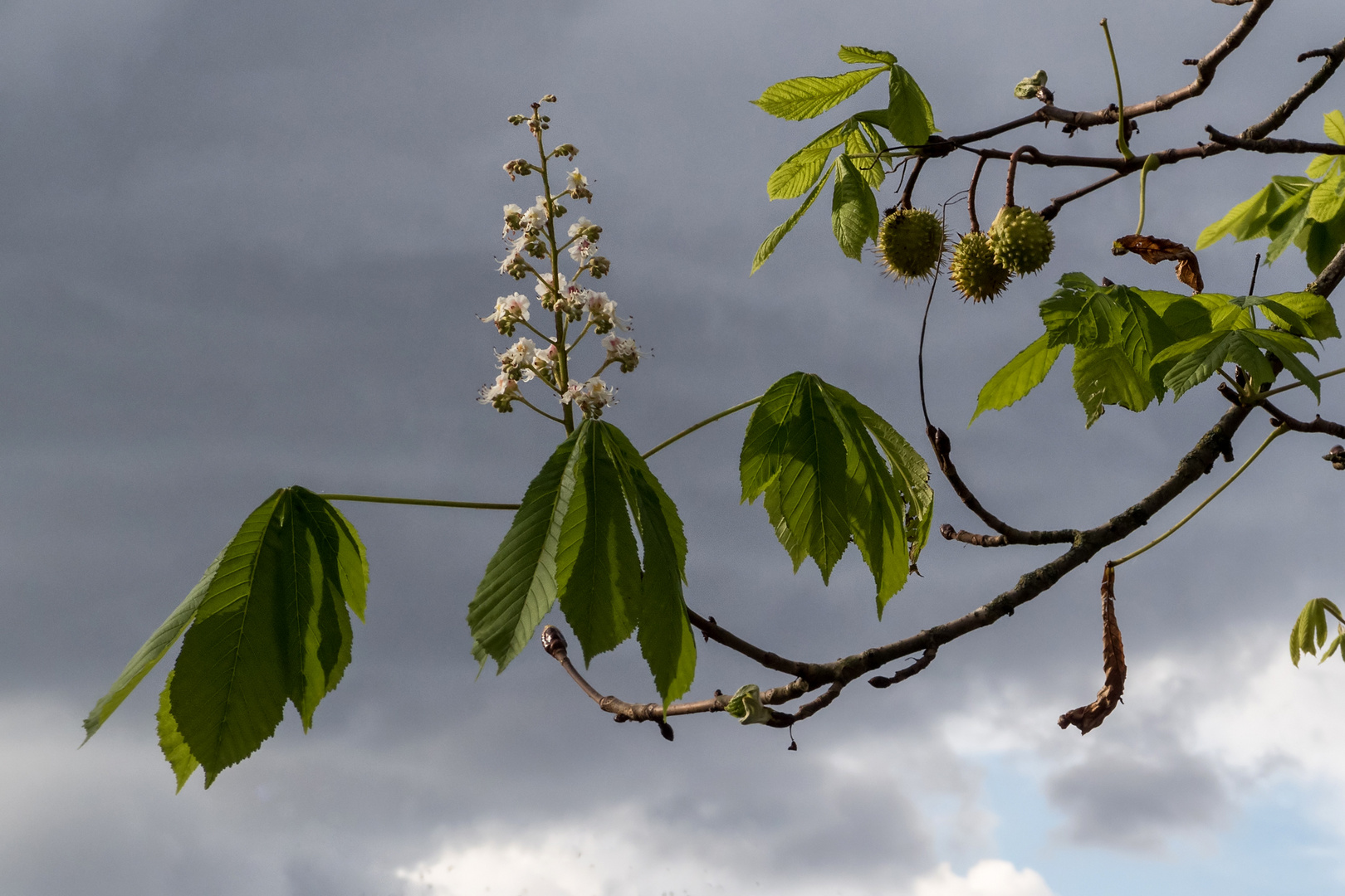 Kastanienblüte im Oktober