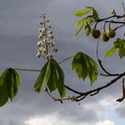 Kastanienblüte im Oktober