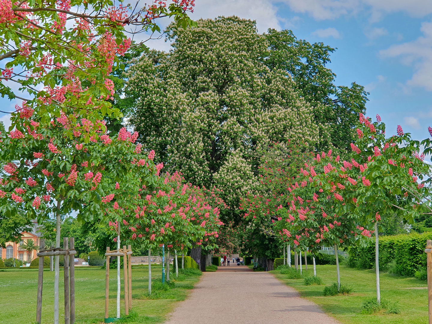 Kastanienblüte im Orangeriegarten