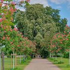 Kastanienblüte im Orangeriegarten