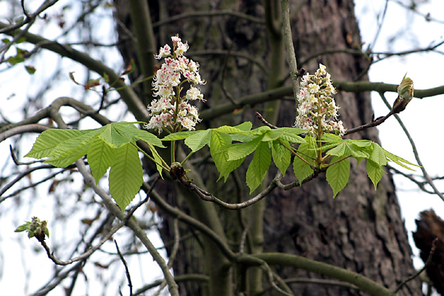 Kastanienblüte im September