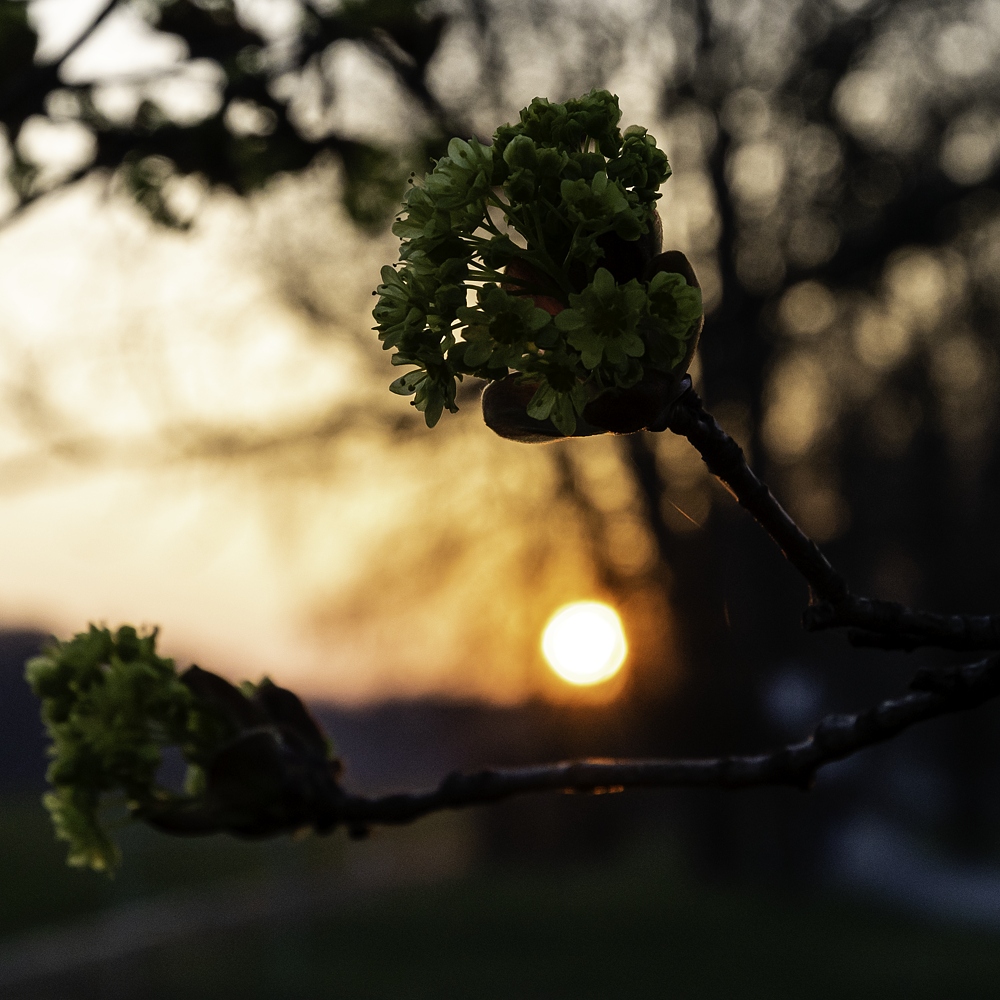 Kastanienblüte im Sonnenuntergang (2/5)