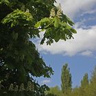 Kastanienblüte im Westpark