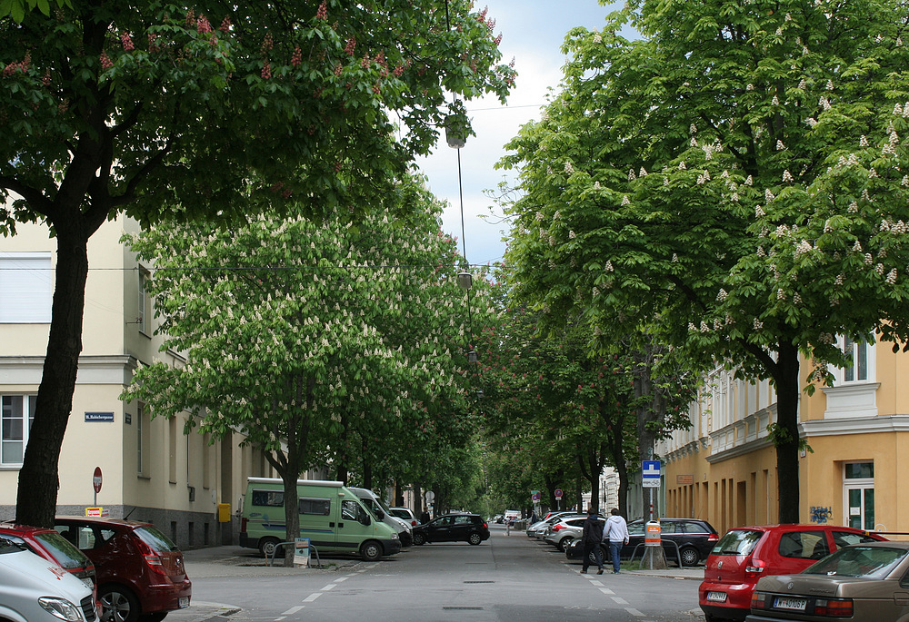 Kastanienblüte in der Hasnerstraße in Ottakring