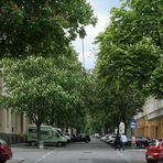 Kastanienblüte in der Hasnerstraße in Ottakring