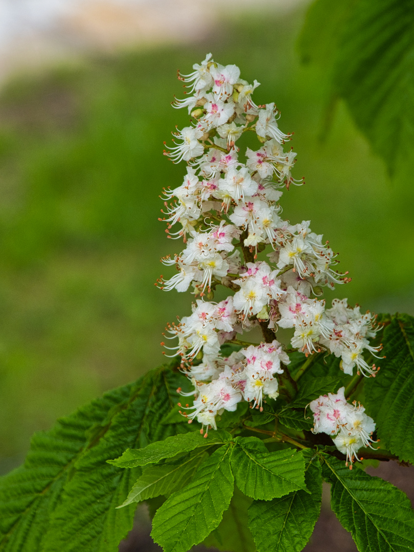 Kastanienblüte IV - 0028HF