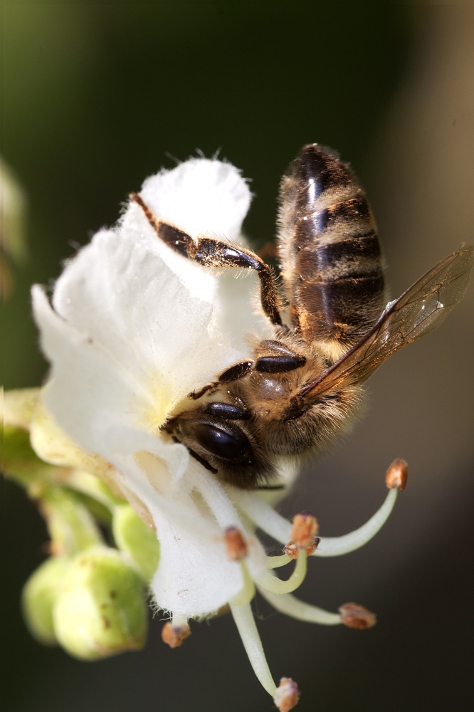 Kastanienblüte mit Biene