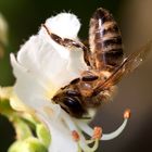 Kastanienblüte mit Biene