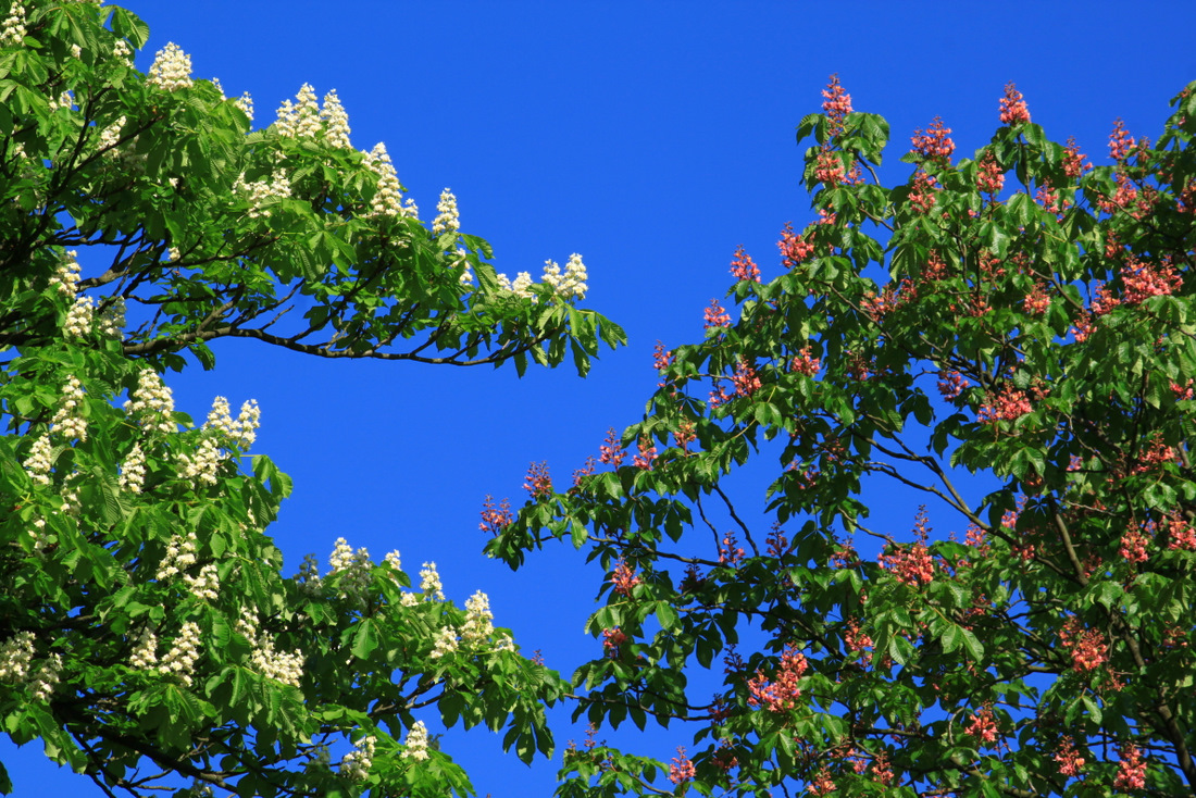 -Kastanienblüte Rot-Weiß-