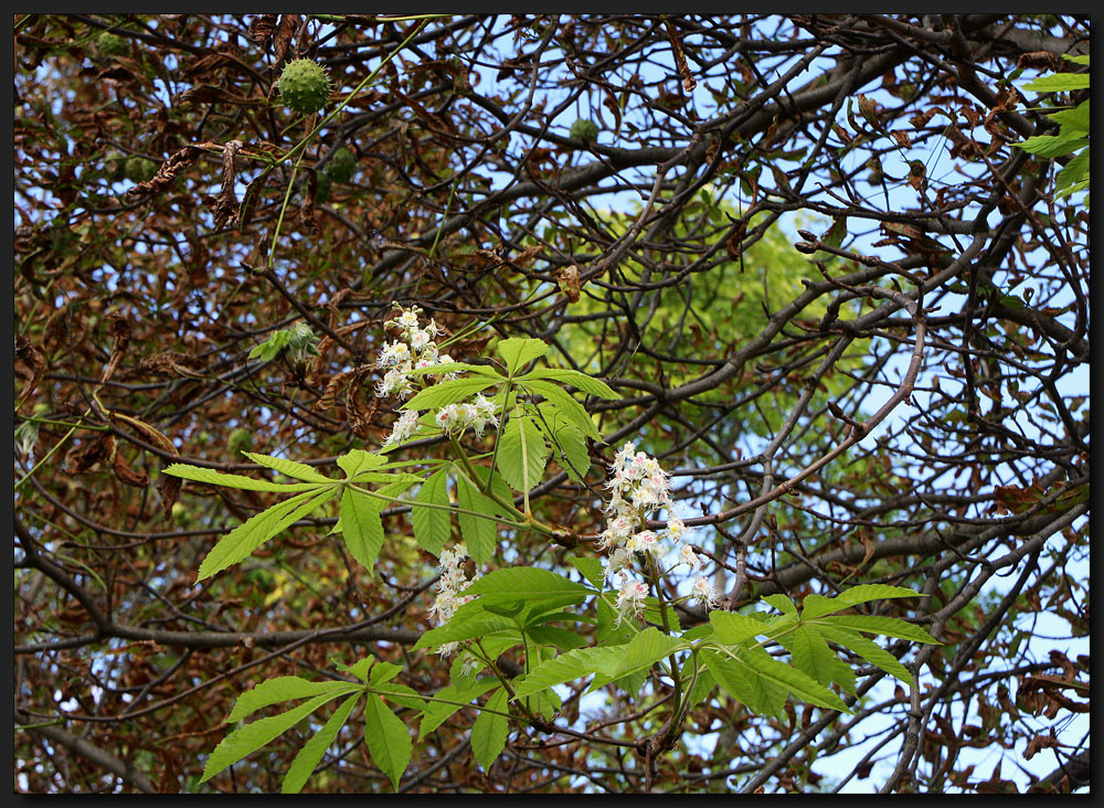 ...Kastanienblüte...im September...