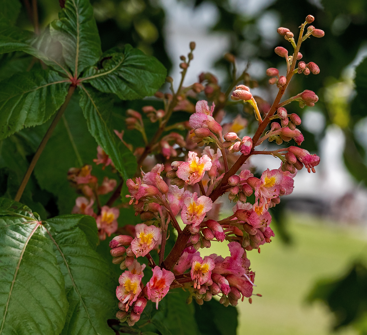  kastanienblüten 001 