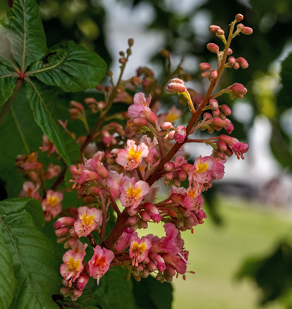 Kastanienblüten 001a