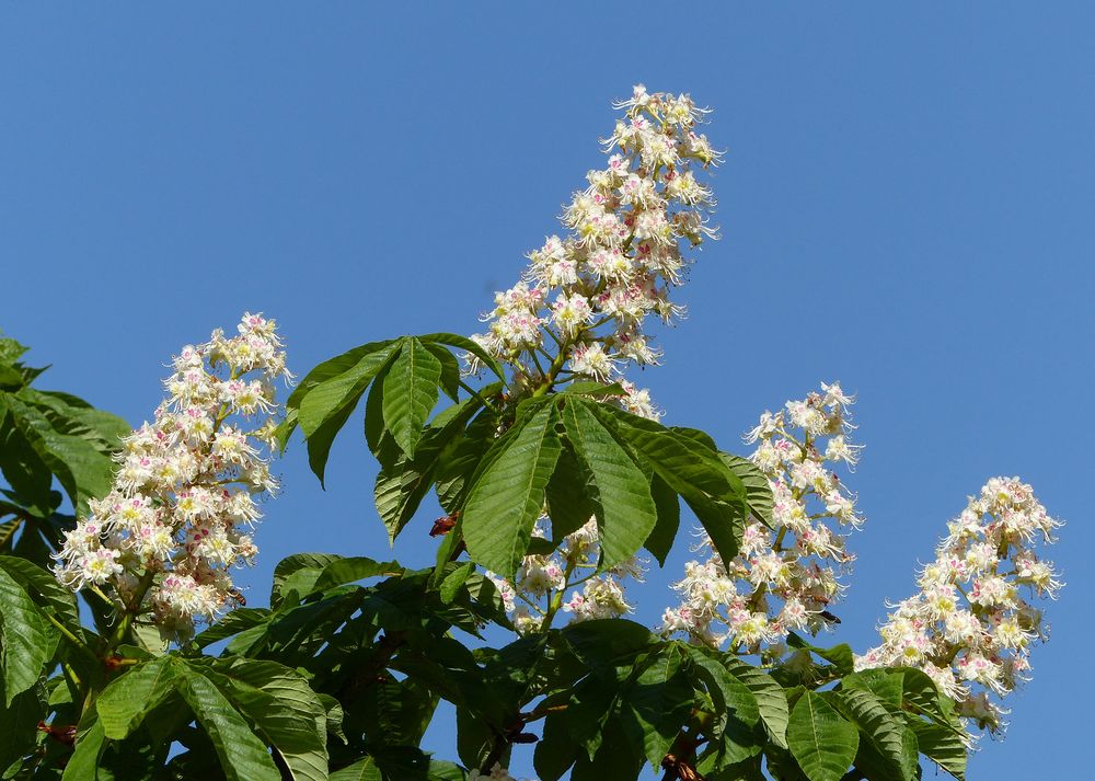 Kastanienblüten