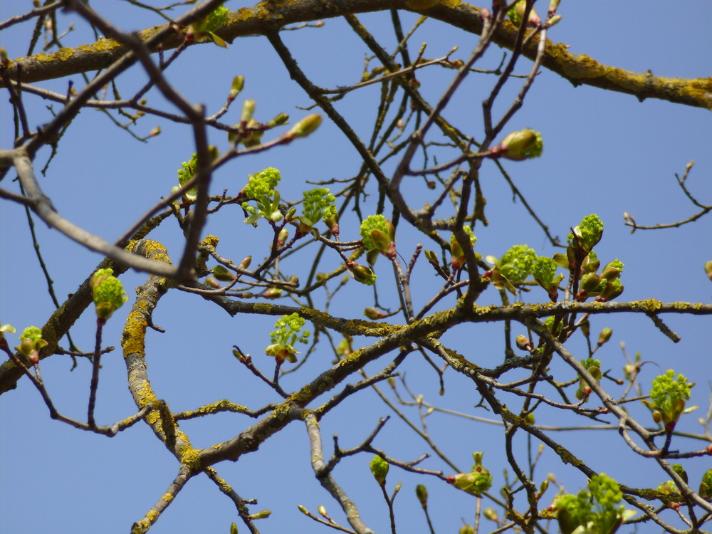 Kastanienblüten