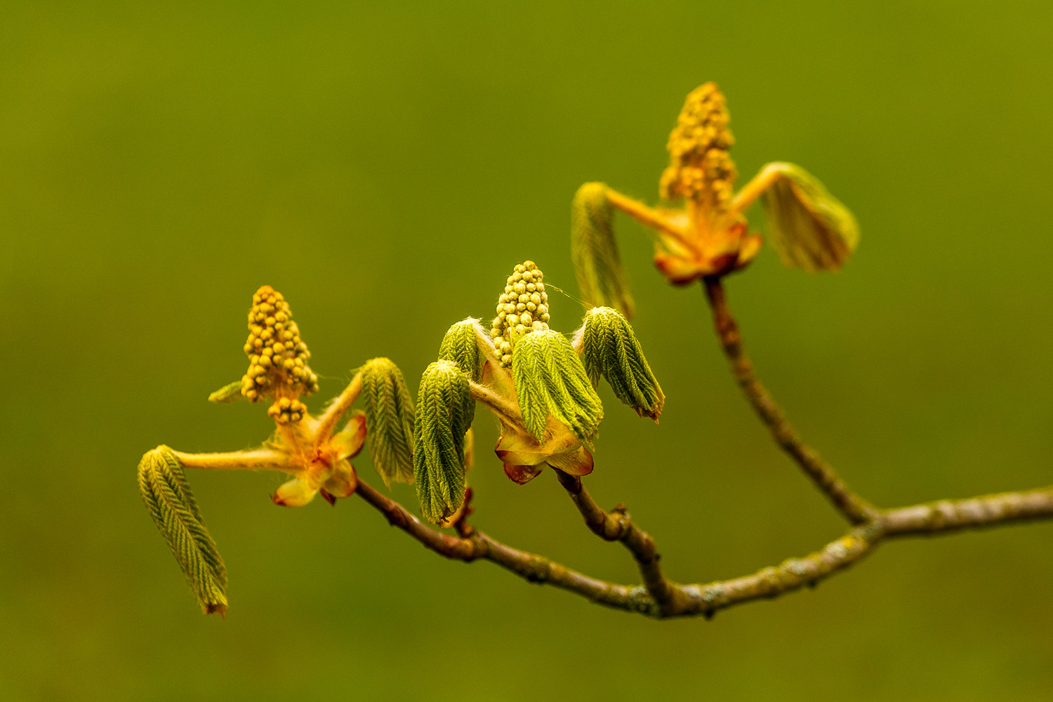 Kastanienblüten