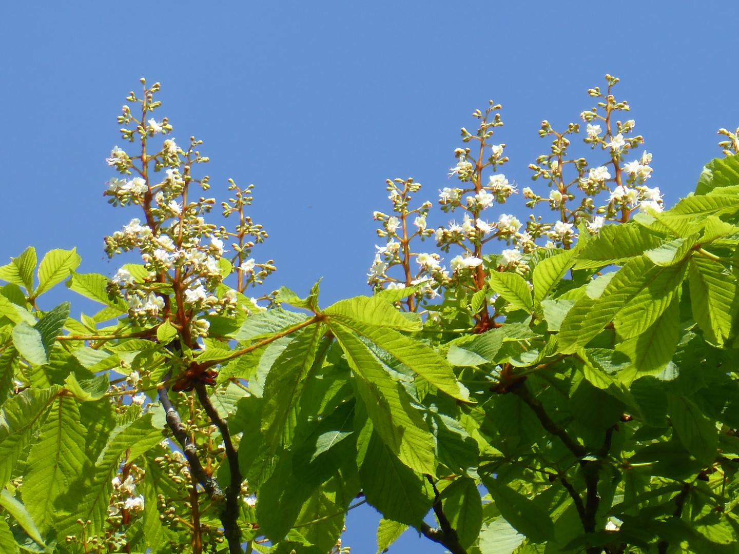 Kastanienblüten