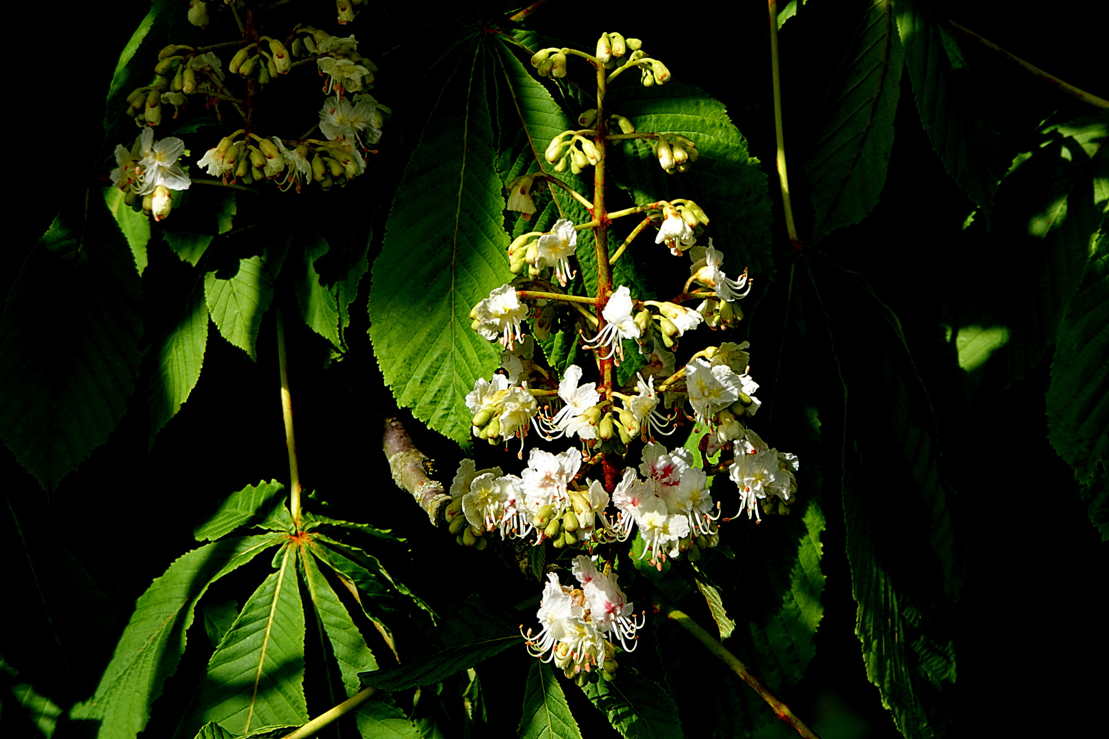 Kastanienblüten