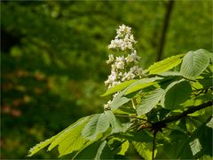 Kastanienblüten...