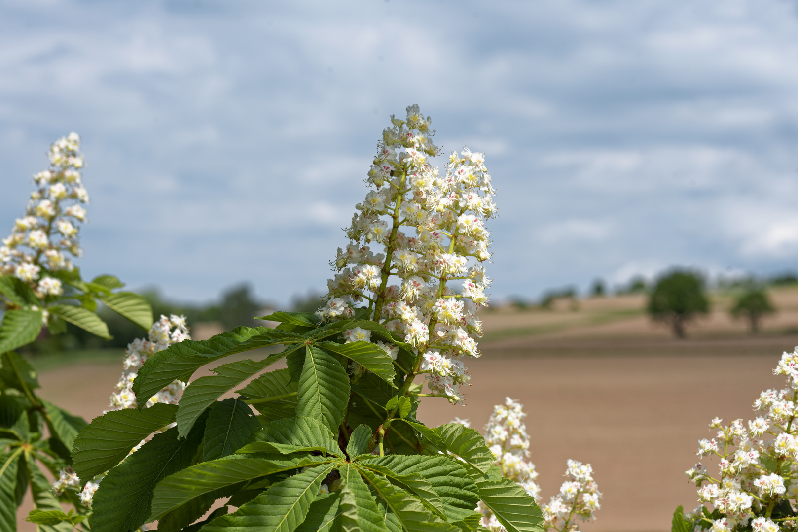 Kastanienblüten