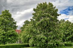 Kastanienblüten