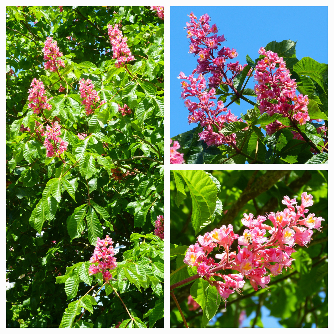 Kastanienblüten