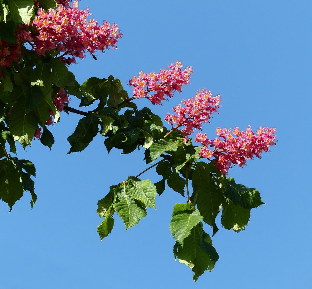 Kastanienblüten (Aesculus carnea)