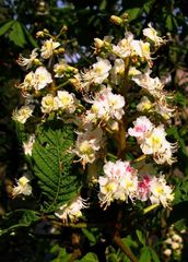 Kastanienblüten am "Schloß Trips"/Geilenkirchen :Kreis Heinsberg.