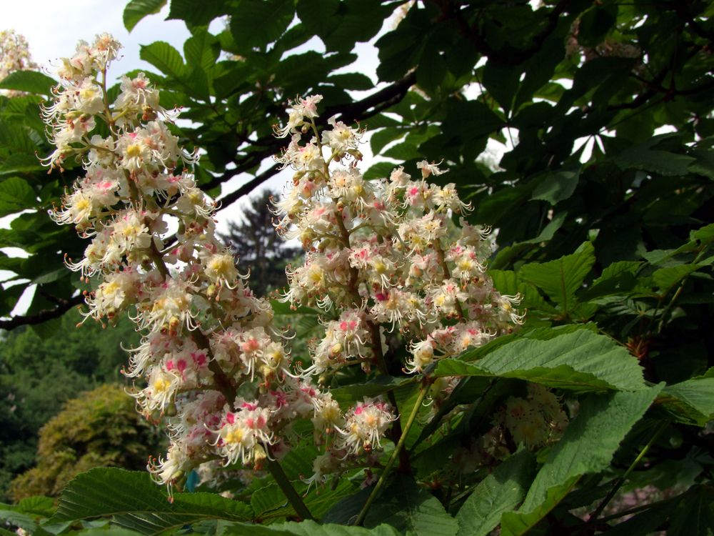 Kastanienblüten