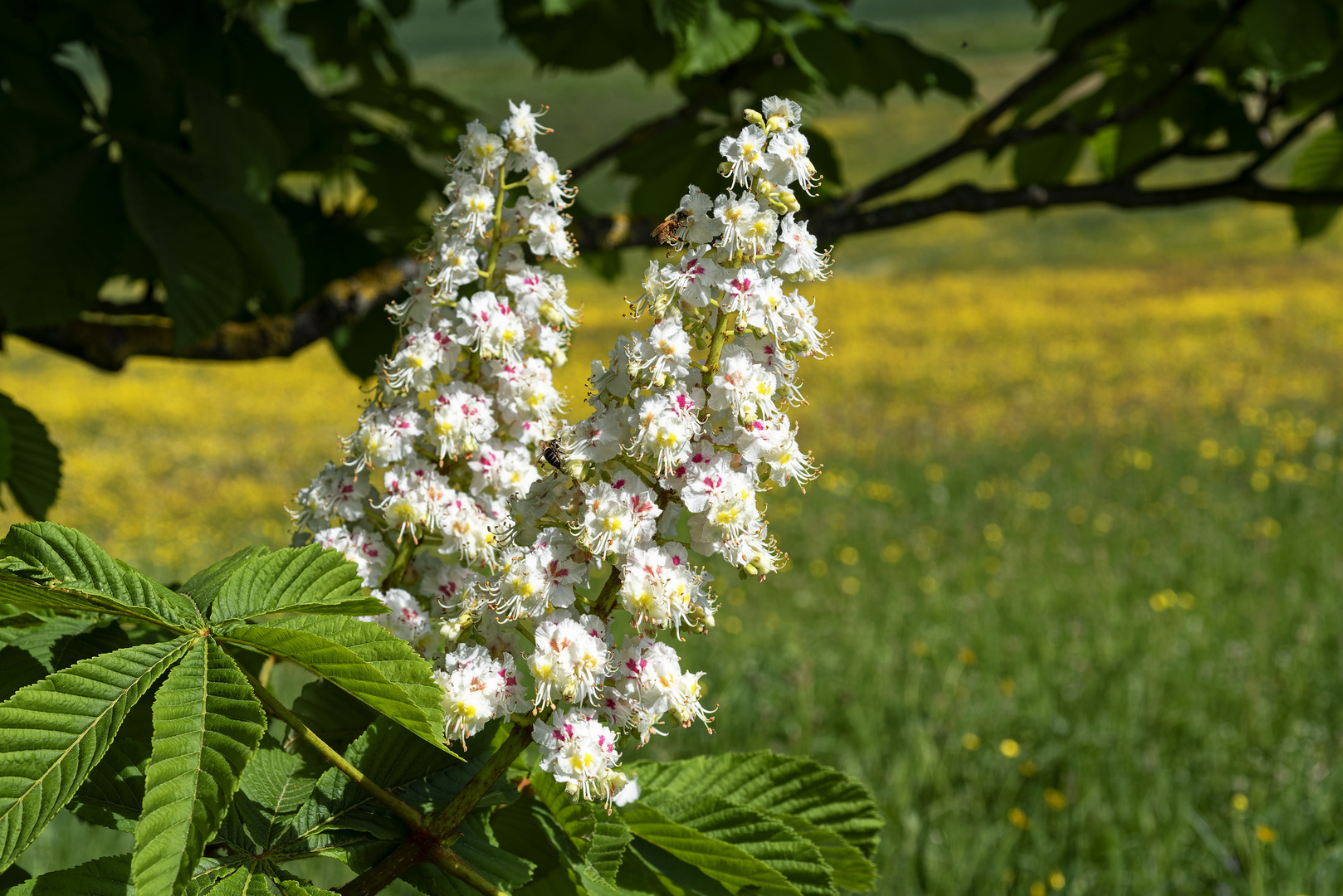 Kastanienblüten 