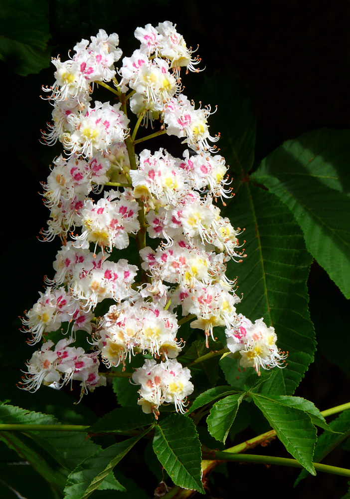 Kastanienblüten