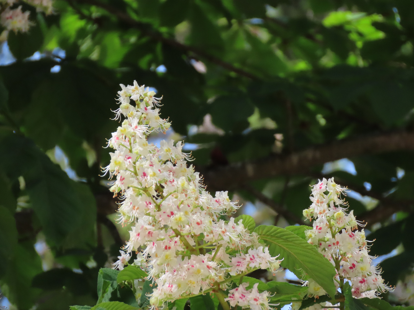 Kastanienblüten